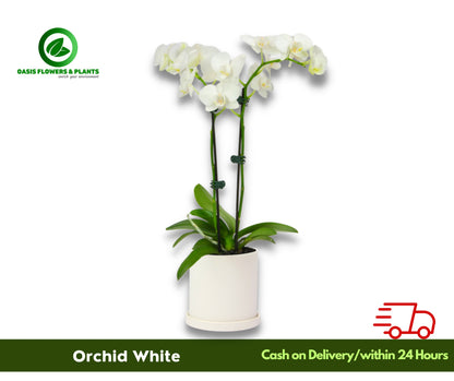 Orchid White 1 Piece