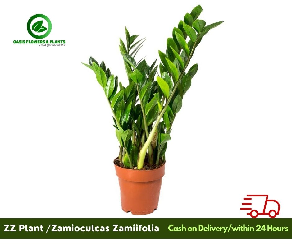 ZZ Plants. Zamioculcas (Zamiifolia)