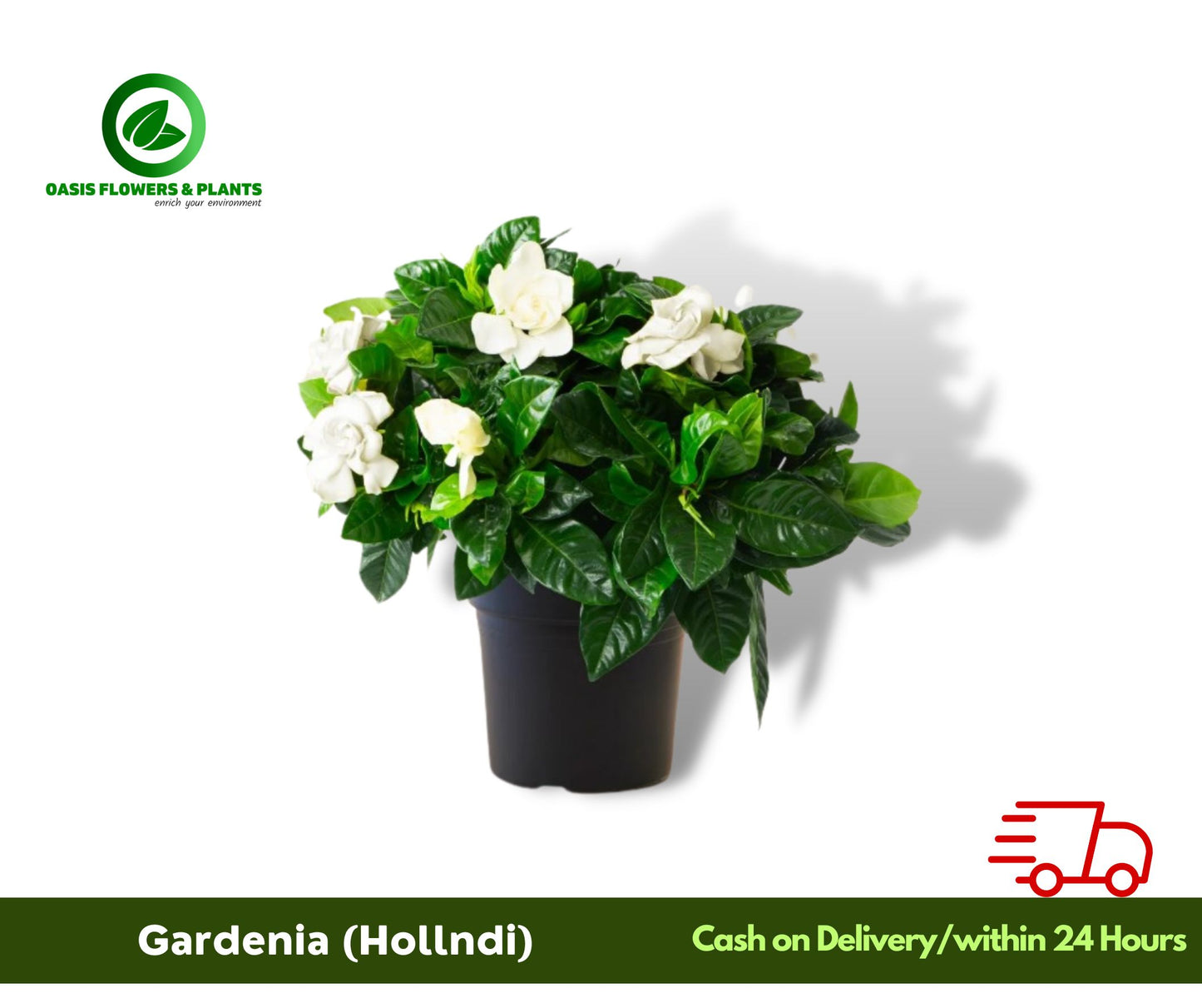 Gardenia Hollandia