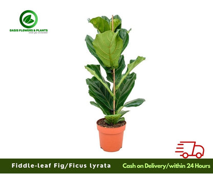 Fiddele-leaf (Ficus Lyrata)