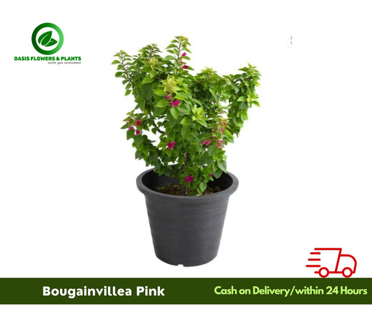 Bougainvillea Glabra Pink - الجهنمية غلابرا الوردي