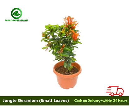 Jungle Geranium Ixora (small leaves)