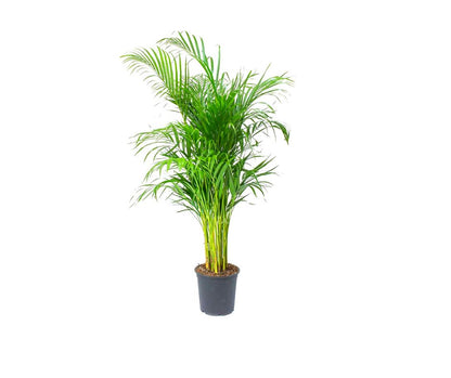 Dypsis Lutescens (Areca Palm)