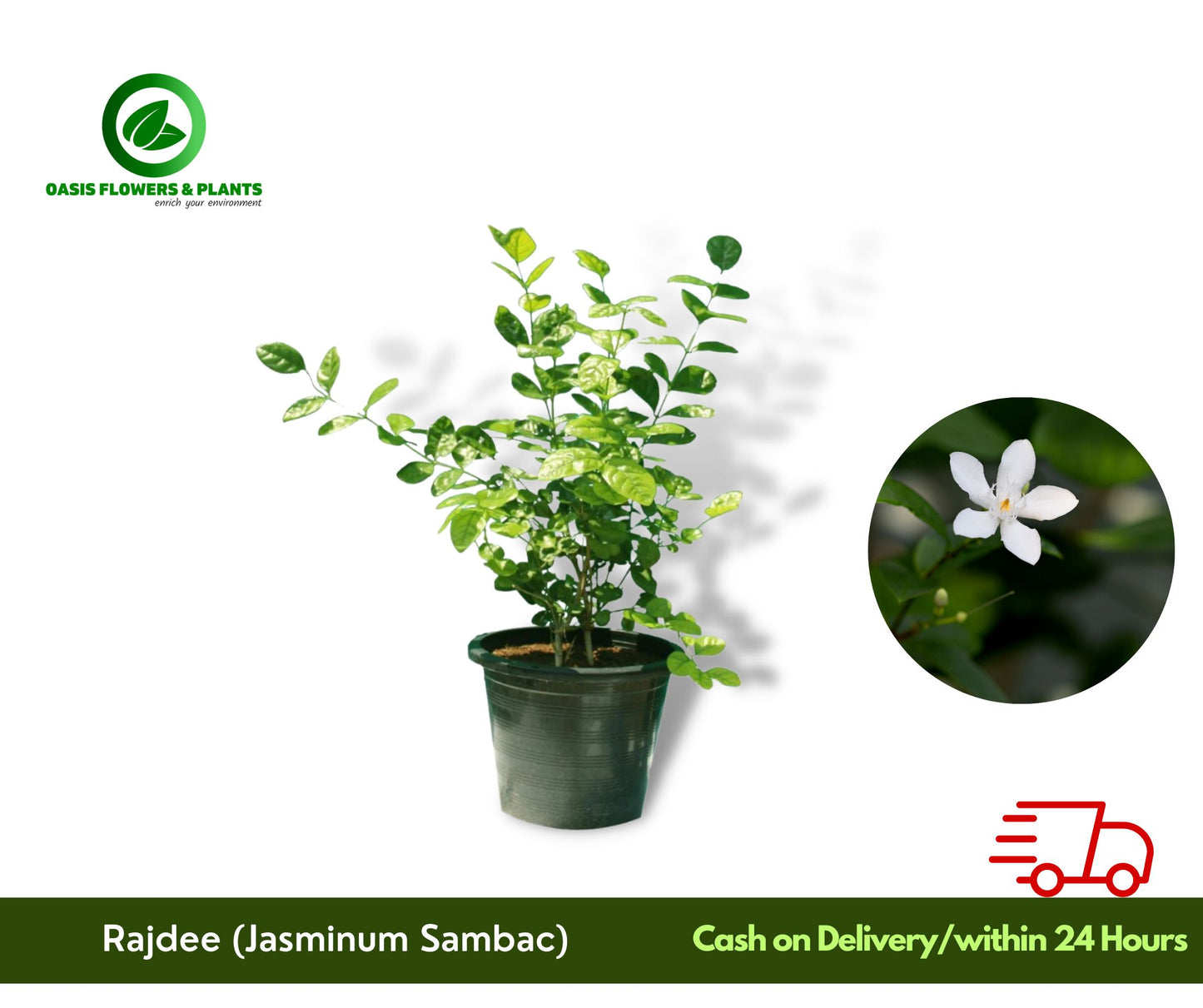 jasminum sambac (Rajdee)