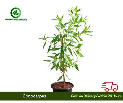 Conocarpus-كونوكاربوس