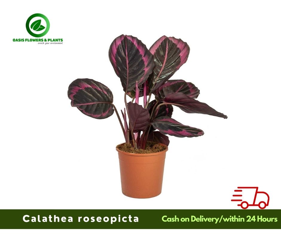 Calathea Roseopicta - كالاتيا روزوبيكتا