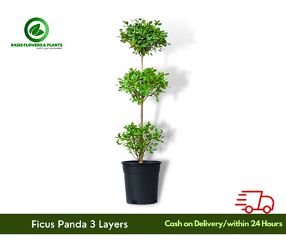 Ficus Panda 3 Layers