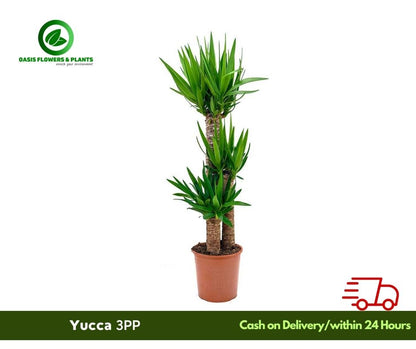Yucca 3pp