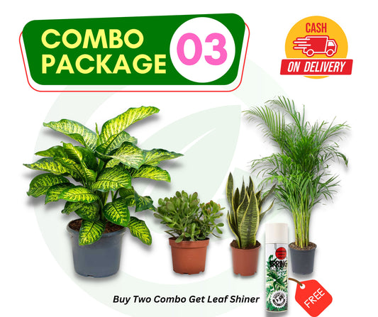 Combo Package 03