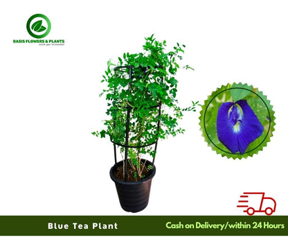Blue Tea Plant - نبات الشاي الأزرق