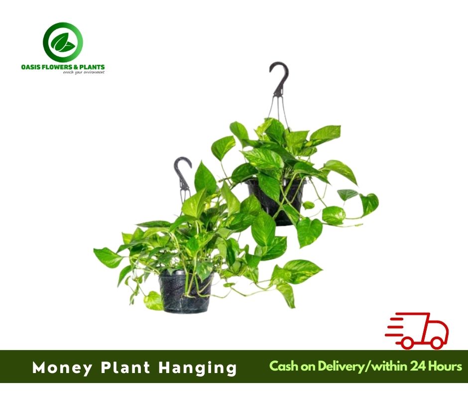 Epipremnum Money Plant