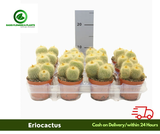 Eriocactus 1 piece