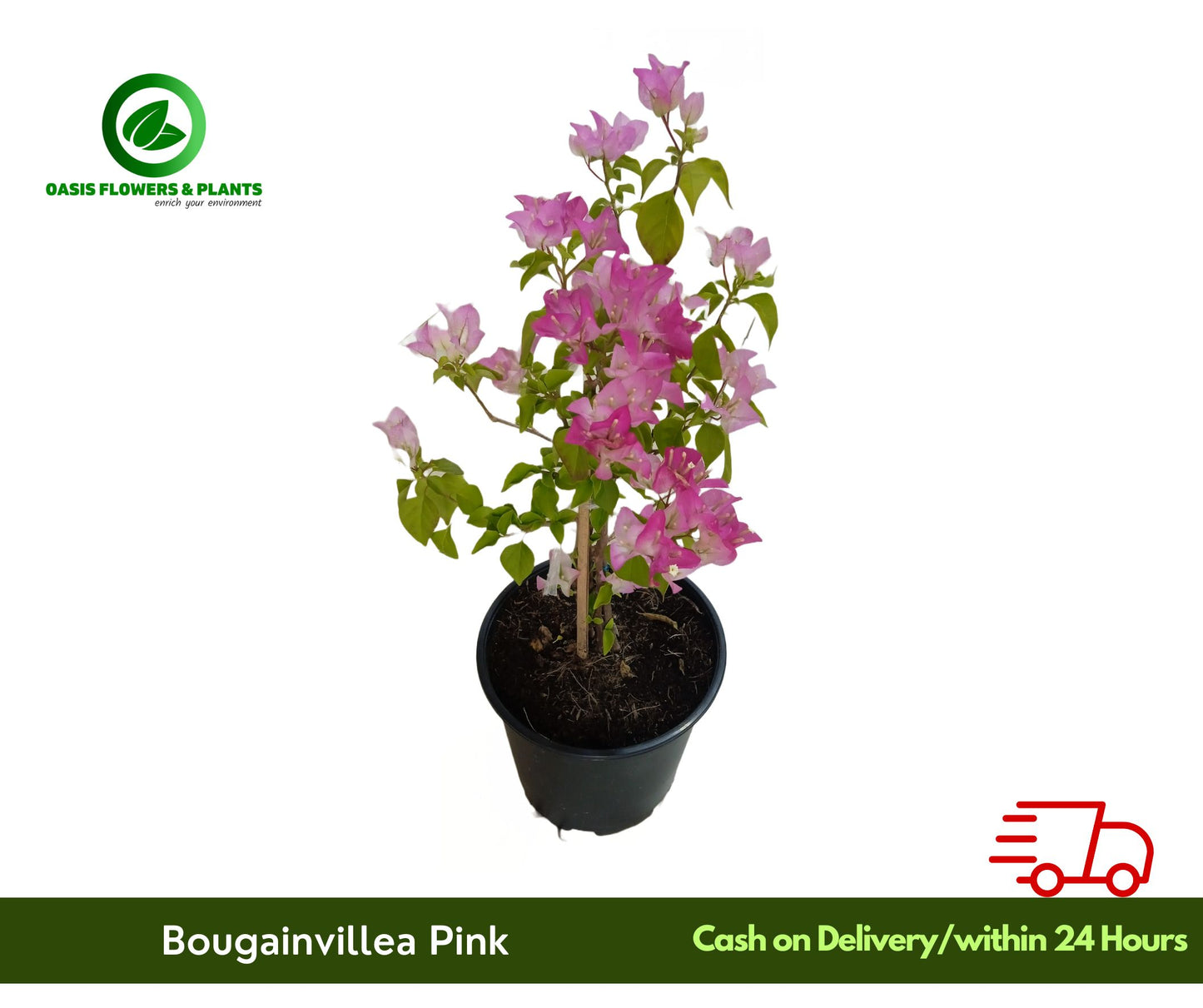 Bougainvillea Pink - الجهنمية الوردي