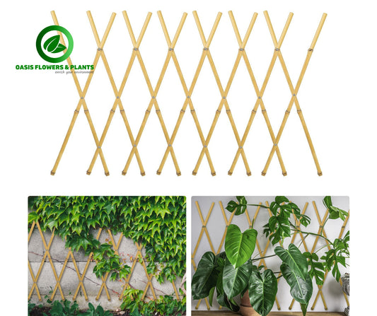 Bamboo Trellis-تعريشة الخيزران
