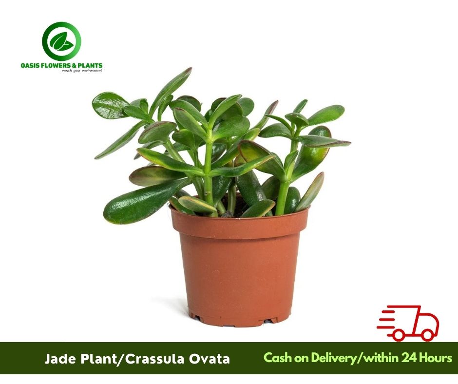 Crassula Ovata (Jade Plant) - سيسولو أفاتا (نبات اليشم)