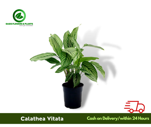 Calathea Vitata