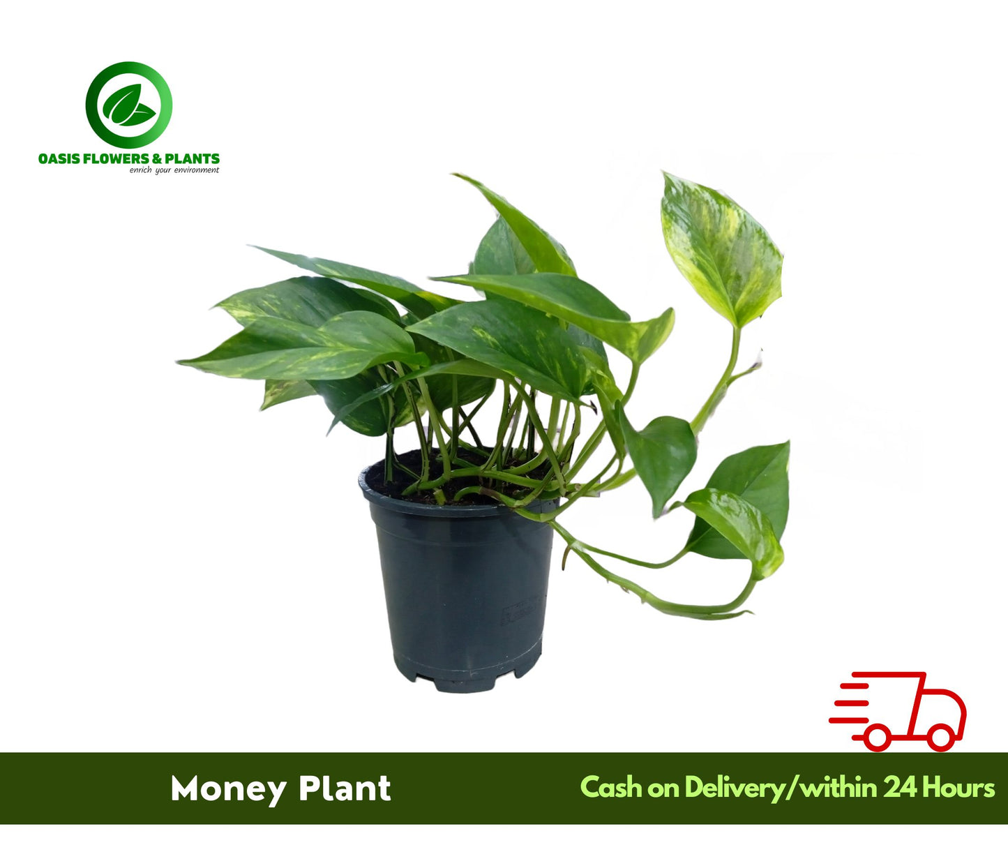 Epipremnum Money Plant