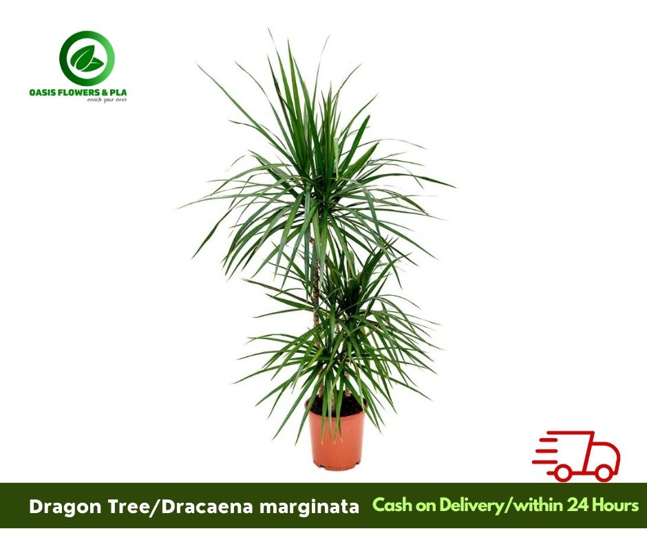 Dragon Tree (dracaena marginata)