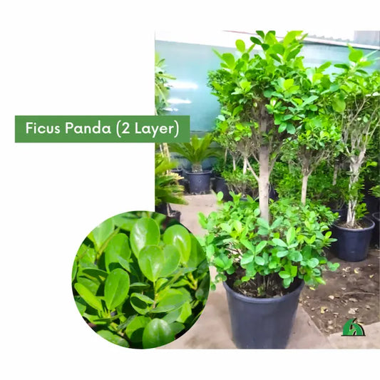 Ficus Panda 2 Layer