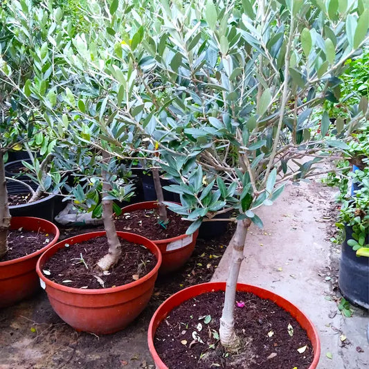 Olive Plants